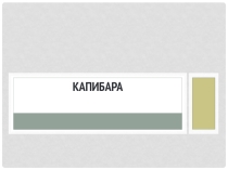 Капибара