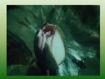 Классный час о природе