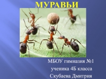Презентация к уроку окружающего мира Муравьи
