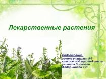 Презентация Лекарственные растения Аларского района
