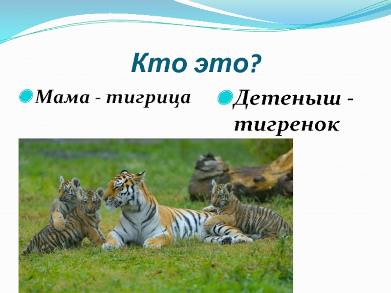 Презентация к мероприятию День матери Кто это?Мама - тигрицаДетеныш - тигренок Кто это?Мама - тигрицаДетеныш - тигренок