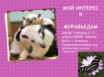 Презентация по проектной деятельности для 4 класса по теме О муравьедах