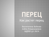 Презентация Как растет перец
