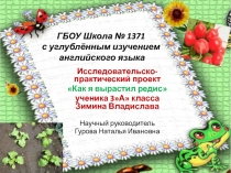 Проект как я вырастил редиску