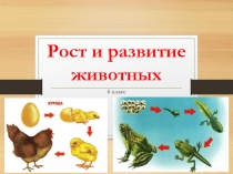 Презентация по биологии на тему Рост и развитие животных (6 класс)
