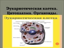 Презентация по биологии на тему эукариотическая клетка.цитоплазма