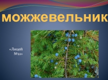 Презентация по биологии Можжевельник