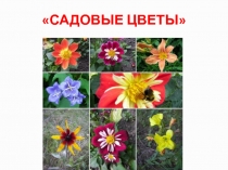 Экскурсия по садовым цветам