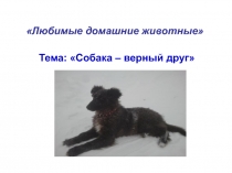Презентация  Собака друг человека ( 2 класс)