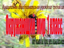Презентация к уроку окружающего мира по теме Кто такие насекомые