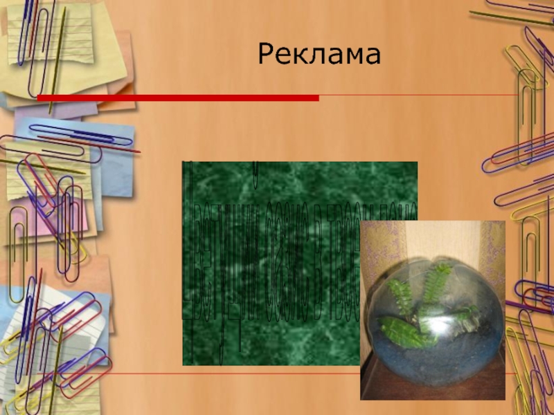Презентация к проекту Сад в миниатюре Реклама Цветущий оазис в твоем доме Реклама Цветущий оазис в твоем доме