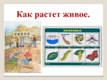 Презентация по ознакомлению с окружающим миром на тему: Как растет живое?.