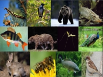 Презентация по окружающему миру на тему Животные