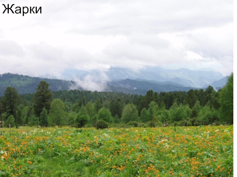 Презентация Алтай- наш край родной КупальницаОрех чилимЖарки КупальницаОрех чилимЖарки