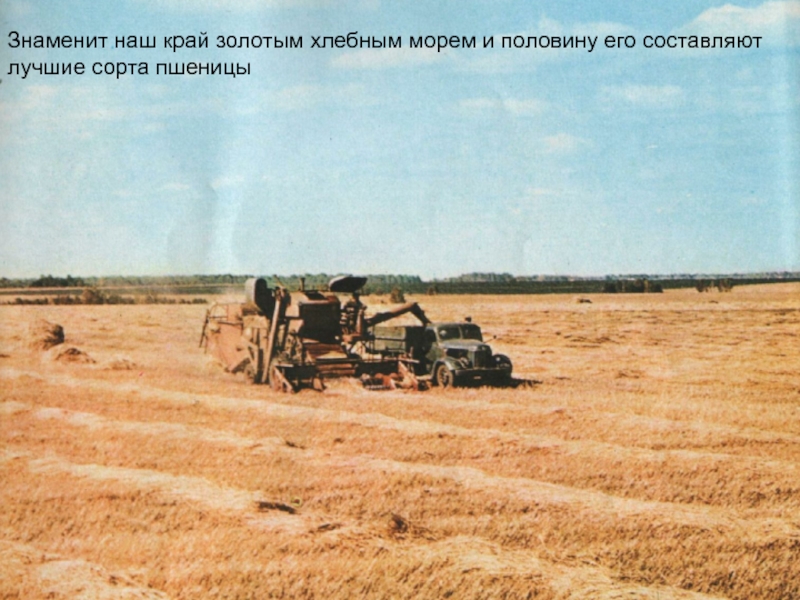 Презентация Алтай- наш край родной Знаменит наш край золотым хлебным морем и половину его составляют лучшие сорта пшеницы Знаменит наш край золотым хлебным морем и половину его составляют лучшие сорта пшеницы