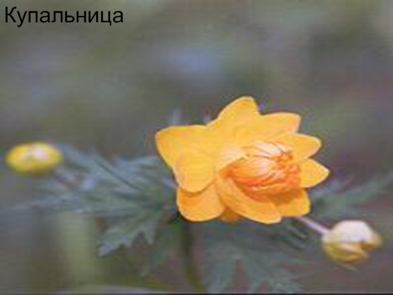 Презентация Алтай- наш край родной Купальница Купальница