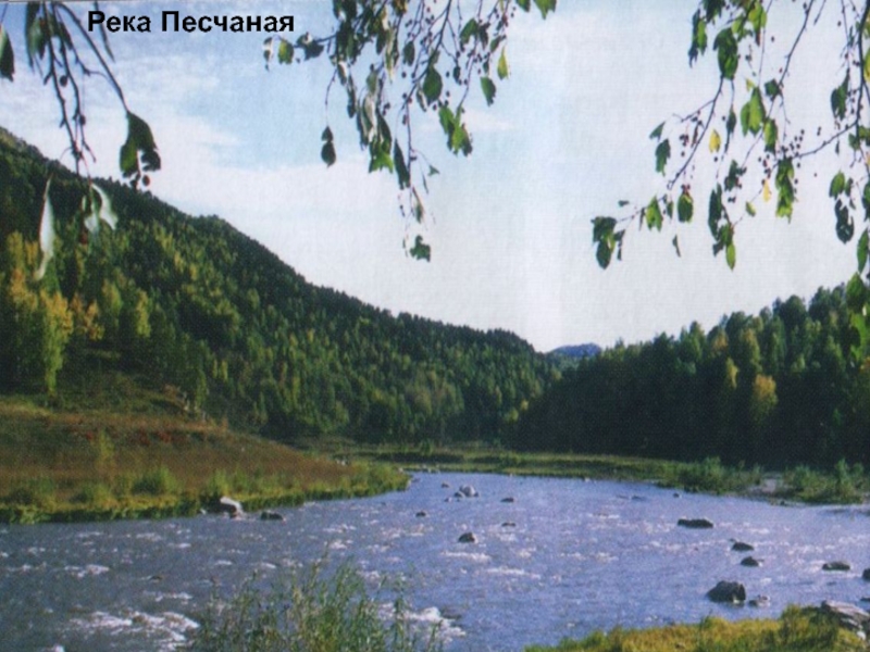 Презентация Алтай- наш край родной Река Песчаная Река Песчаная