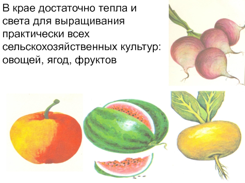 Презентация Алтай- наш край родной В крае достаточно тепла и света для выращивания практически всех сельскохозяйственных культур: овощей, ягод, фруктов В крае достаточно тепла и света для выращивания практически всех сельскохозяйственных культур: овощей, ягод, фруктов
