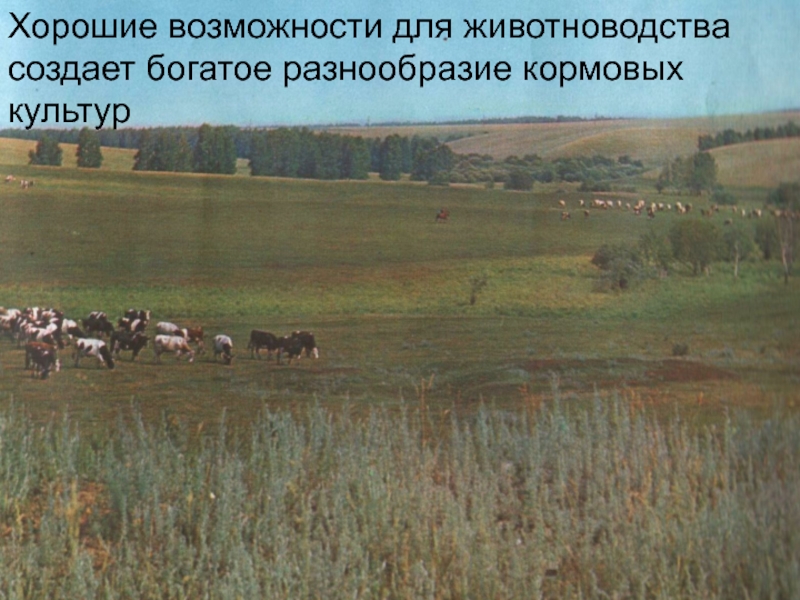 Презентация Алтай- наш край родной Хорошие возможности для животноводства создает богатое разнообразие кормовых культур Хорошие возможности для животноводства создает богатое разнообразие кормовых культур
