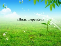Виды деревьев