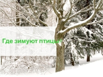 Презентация по окружающему миру по теме Где зимуют птицы 1 класс