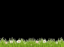 Презентация по окружающему миру на темуГерань или пеларгония