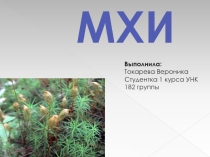 Мхи.