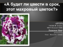 А будет ли цвести в срок, этот махровый цветок?
