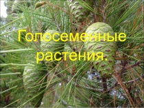 Презентация по биологии на тему Голосеменные растения