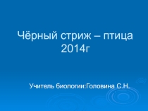 Черный стриж - птица 2014г