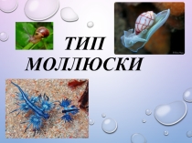 Презентация по биологии на тему Моллюски