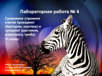 Биология 11 класс лабораторная работа № 4