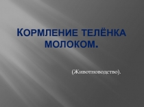 Презентация по сельскохозяйственному труду 9 класс. Тема урока:Кормление телёнка молоком. Животноводство.