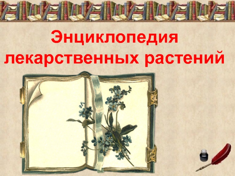 Научно- исследовательский проект Лесная аптека на службе человека 4 класс Энциклопедия лекарственных растений Энциклопедия лекарственных растений