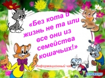 Без кота и жизнь не та, или все они из семейства кошачьих информационный час