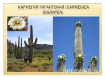 Презентация по окружающему миру Удивительное растение