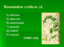 Презентация для урока по теме Видоизменения побегов