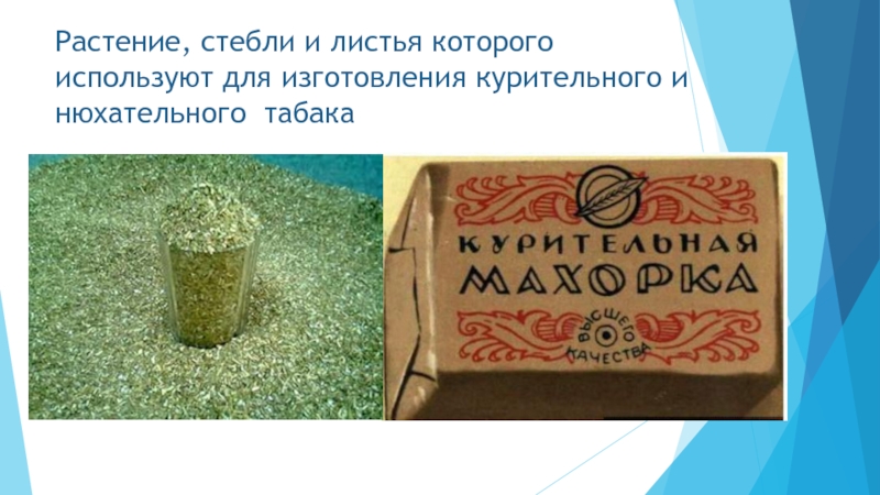 Презентация к уроку К. Паустовского Стальное колечко Растение, стебли и листья которого используют для изготовления курительного и нюхательного табака Растение, стебли и листья которого используют для изготовления курительного и нюхательного табака