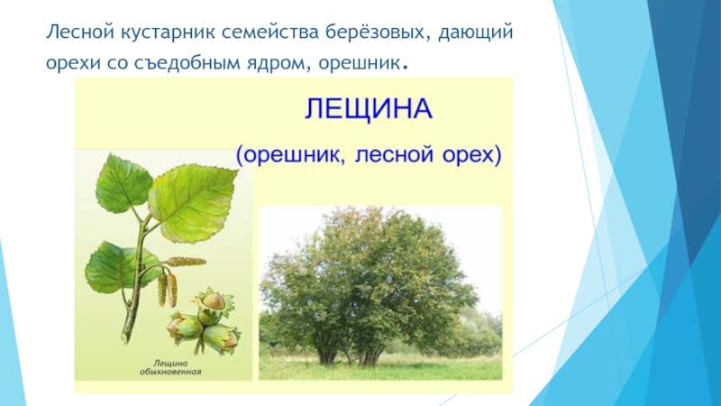 Презентация к уроку К. Паустовского Стальное колечко Лесной кустарник семейства берёзовых, дающий орехи со съедобным ядром, орешник. Лесной кустарник семейства берёзовых, дающий орехи со съедобным ядром, орешник.