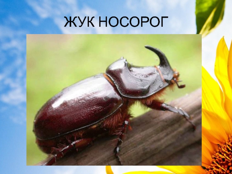 Правда что носорог пальмовый жук