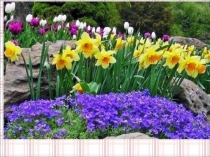 Презентация по окружающему миру Что это за листья?