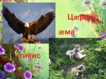 Презентация по осетинскому чтению Царгас ама тикис