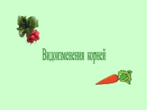 Презентация по биологии Видоизменение корней 6 класс