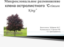 Микроклональное размножение Клена остролистного Crimson King