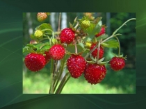 Дидактический материал в виде презентации по русскому языку на тему Словарные слова Урожай