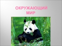 Презентация к уроку окружающего мира Человек в ответе за тех кого приручил