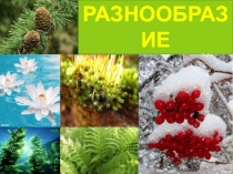 Урок окружающего мира Разнообразие растений