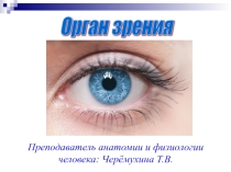 Презентация по анатомии и физиологиии человека на тему: Орган зрения