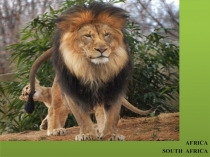 Презентация по английскому языку на тему Amazing creatures