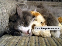 Презентация к стихотворению Cats Sleep Anywhere